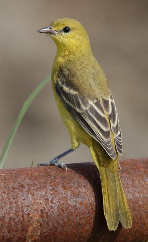 Paul Konrad, The Birding Wire